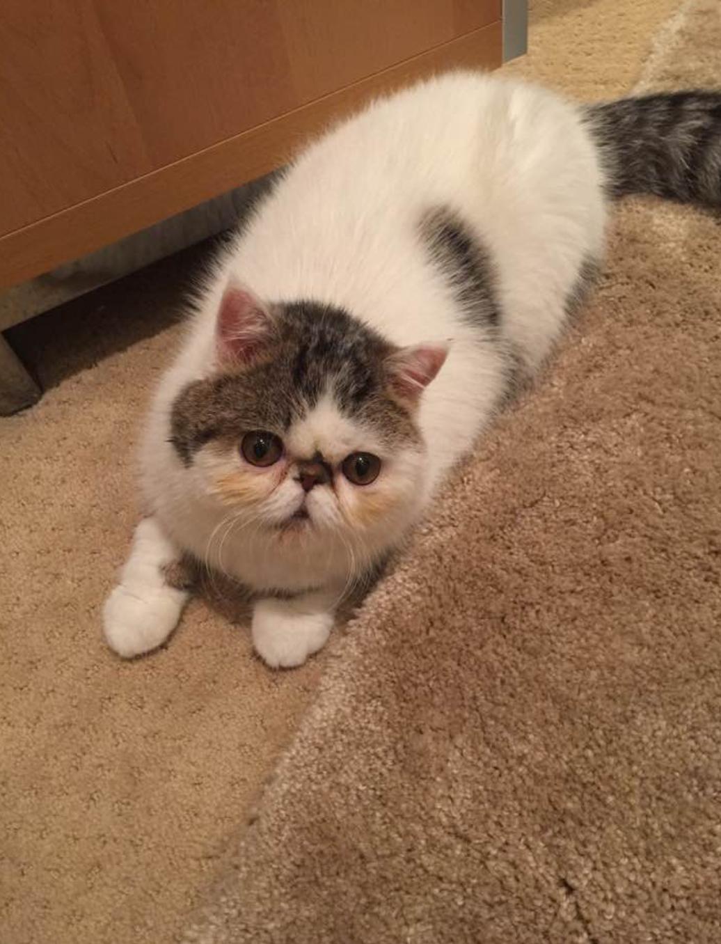 Melody, Adopted, Senior Female Exotic Shorthair.