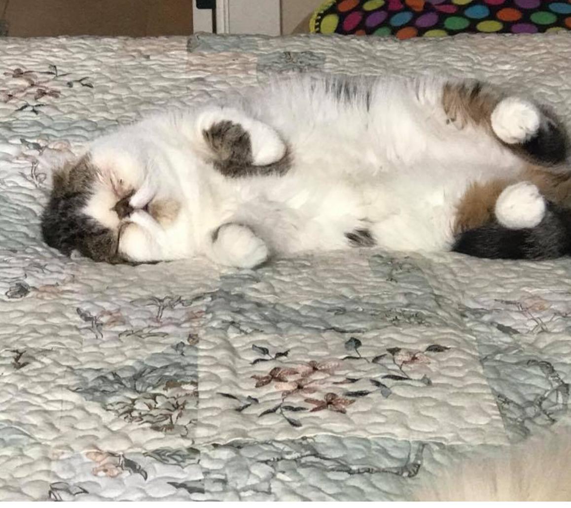 Enlarge Melody, a Adopted Exotic Shorthair in Beverly Hills, CA image 2/3