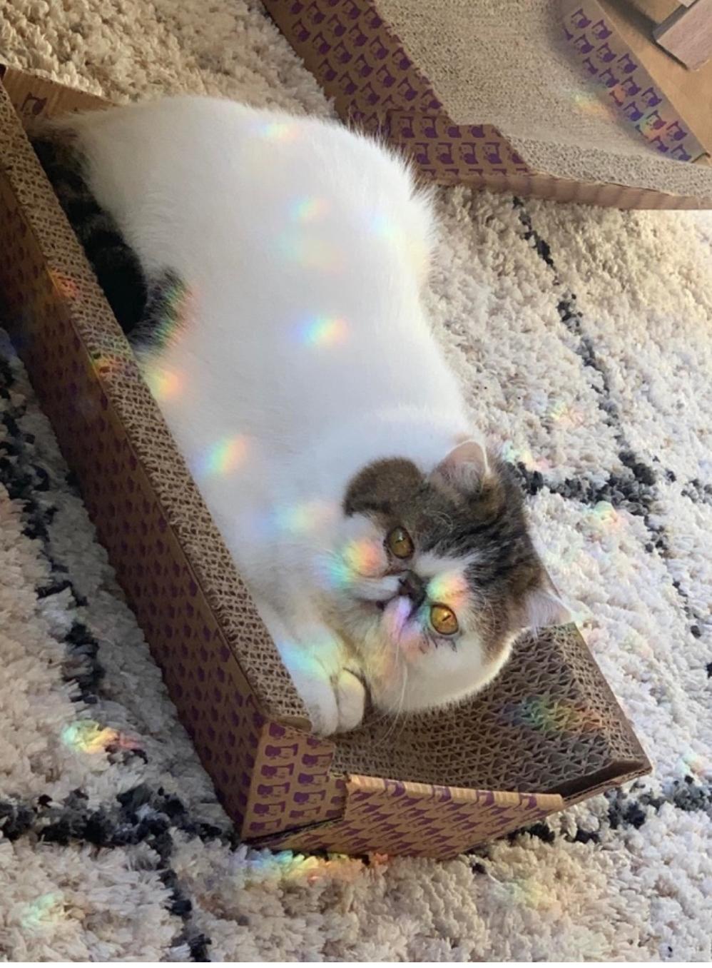 Enlarge Melody, a Adopted Exotic Shorthair in Beverly Hills, CA image 3/3