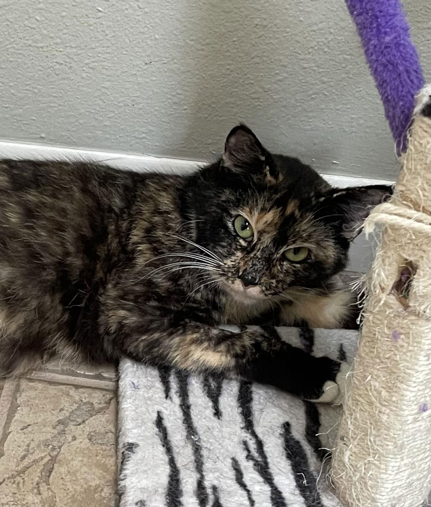 Ms. Kitty, Adoptable, Adult Female Tortoiseshell & Calico.