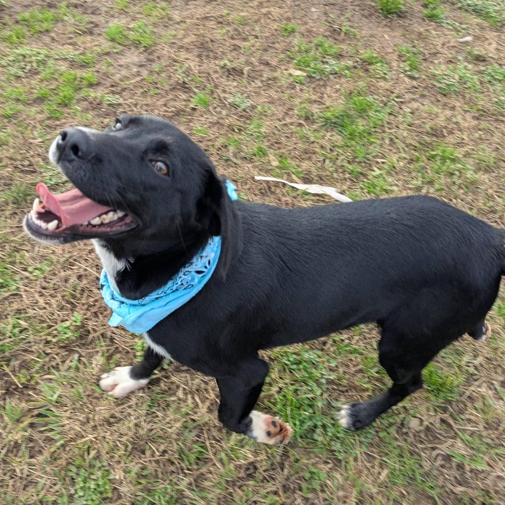 Jasper *AVAILABLE IN FOSTER*, Adoptable, Young Male Mixed Breed.