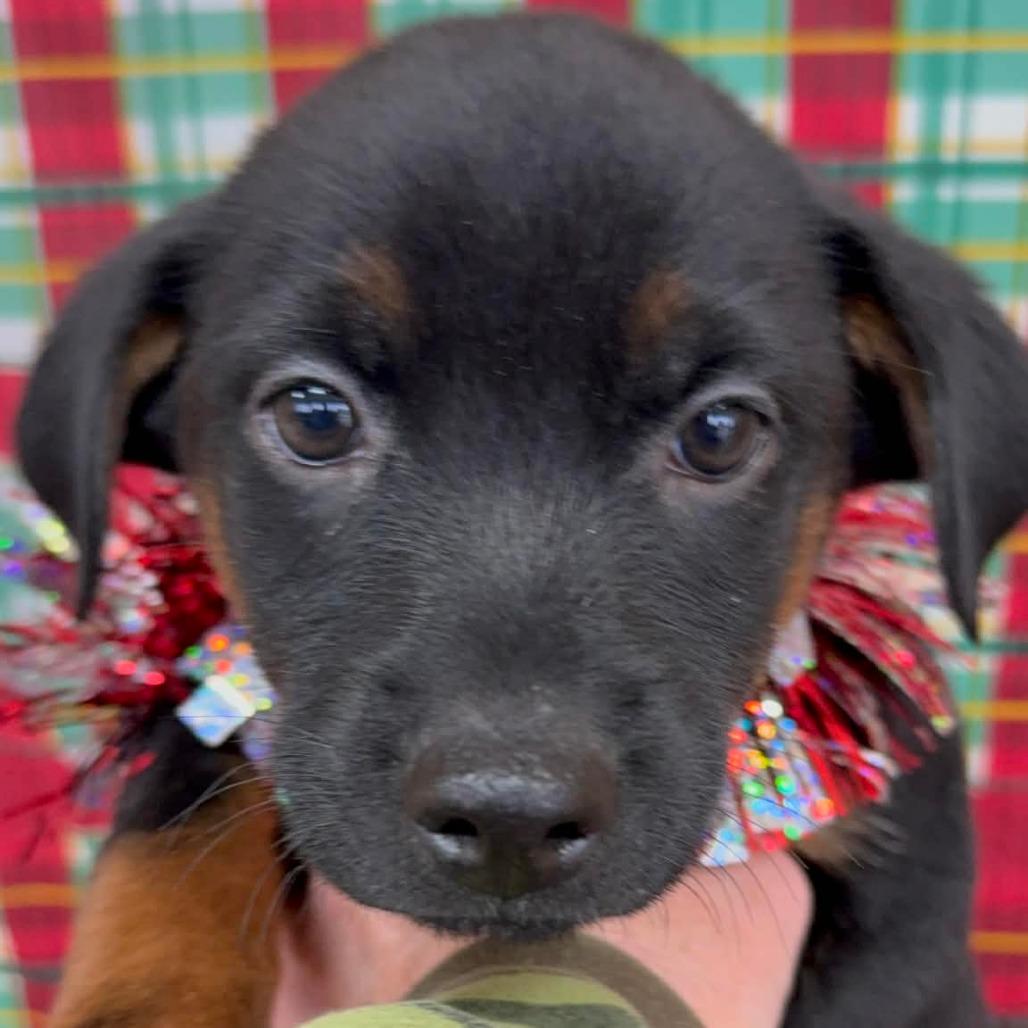 CT Luge, a Adoptable mixed breed in Eastford, CT image 2/4