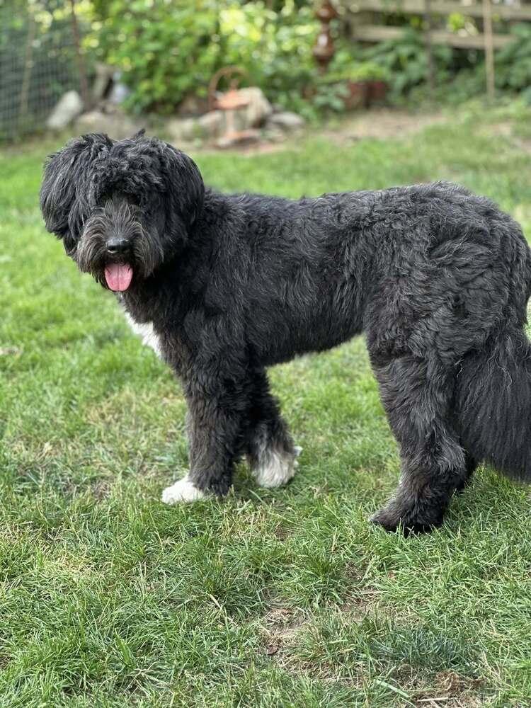 Anya (TX), Adoptable, Adult Female Terrier.