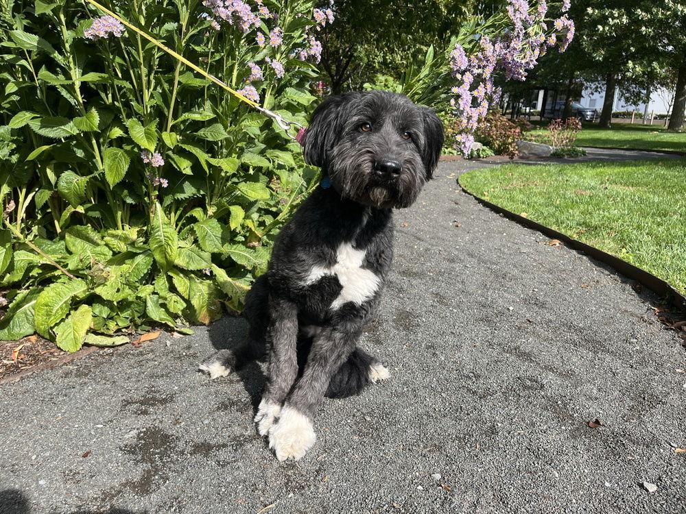 Anya (TX), a Adoptable Terrier in New York, NY image 2/3