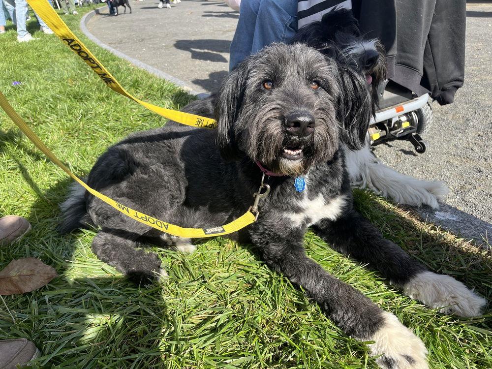 Anya (TX), a Adoptable Terrier in New York, NY image 3/3