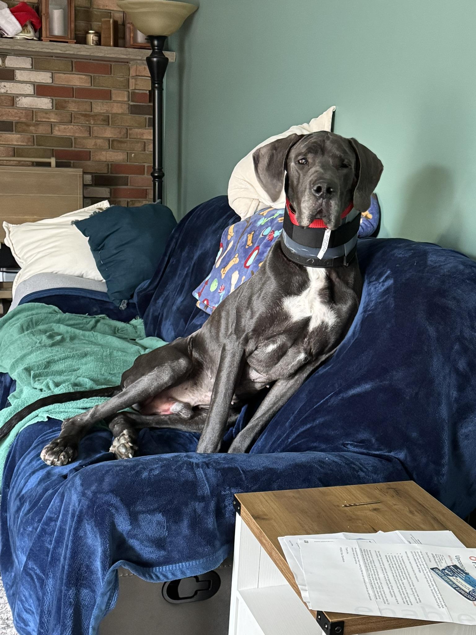 Bodie, Adoptable, Adult Male Great Dane.