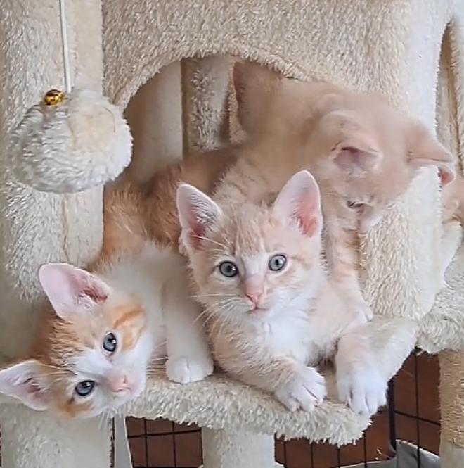 The Exuberant E's, adopted, Kitten Male Domestic Short Hair.