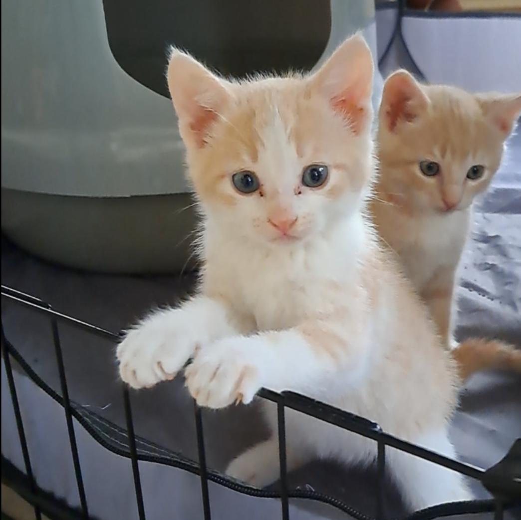 Enlarge The Exuberant E's, an adopted Domestic Short Hair in Niantic, CT image 3/6