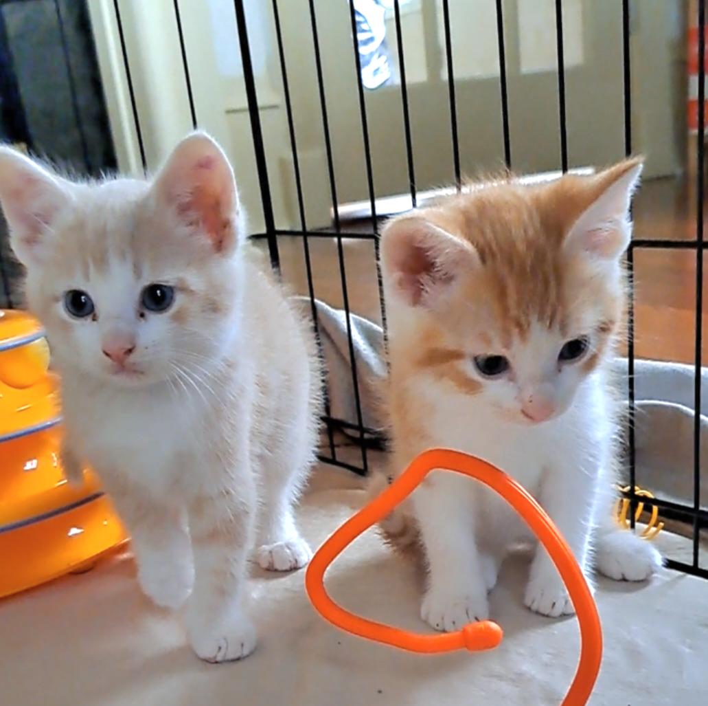 Enlarge The Exuberant E's, an adopted Domestic Short Hair in Niantic, CT image 5/6