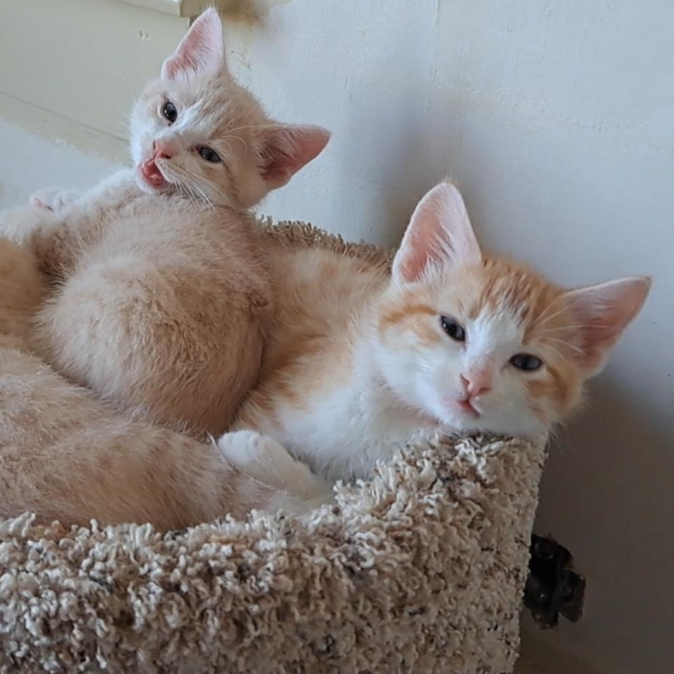 Enlarge The Exuberant E's, an adopted Domestic Short Hair in Niantic, CT image 4/6