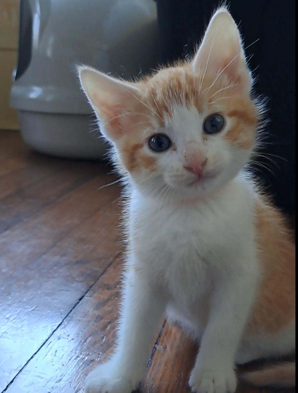 Enlarge The Exuberant E's, an adopted Domestic Short Hair in Niantic, CT image 6/6