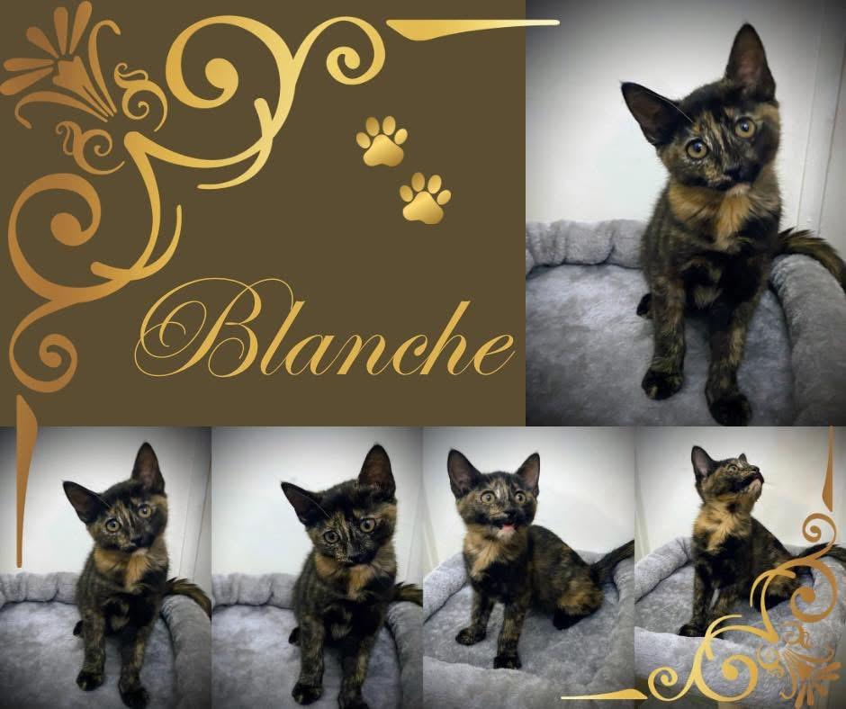 Blanche, Adoptable, Kitten Female Domestic Short Hair.