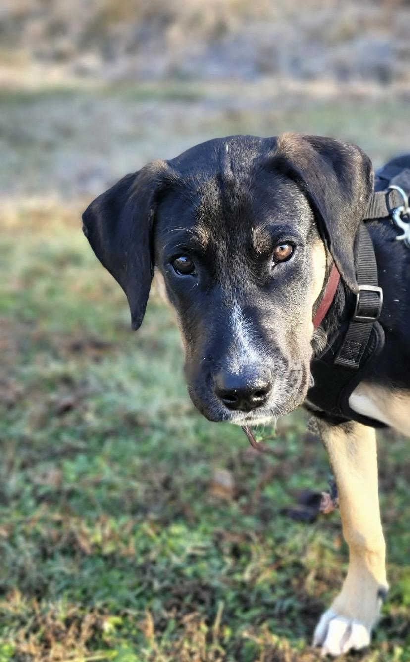 Enlarge Copper, a ADOPTABLE mixed breed in Jefferson, TX image 5/6