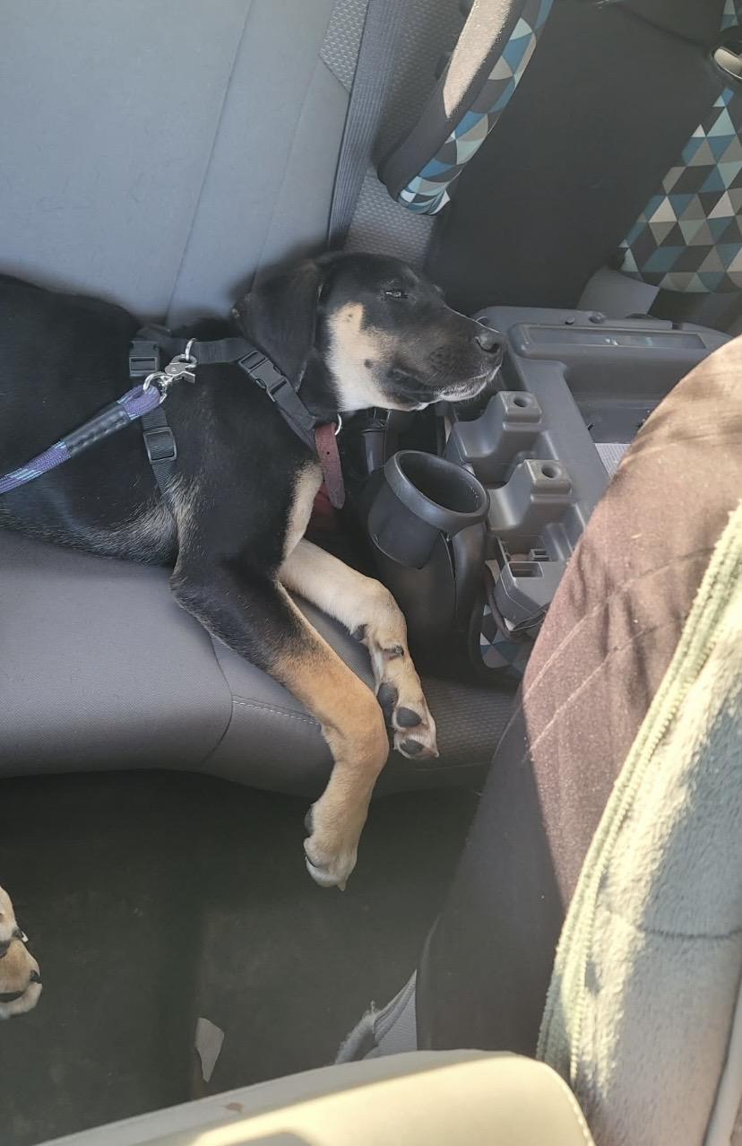 Enlarge Copper, a ADOPTABLE mixed breed in Jefferson, TX image 3/6