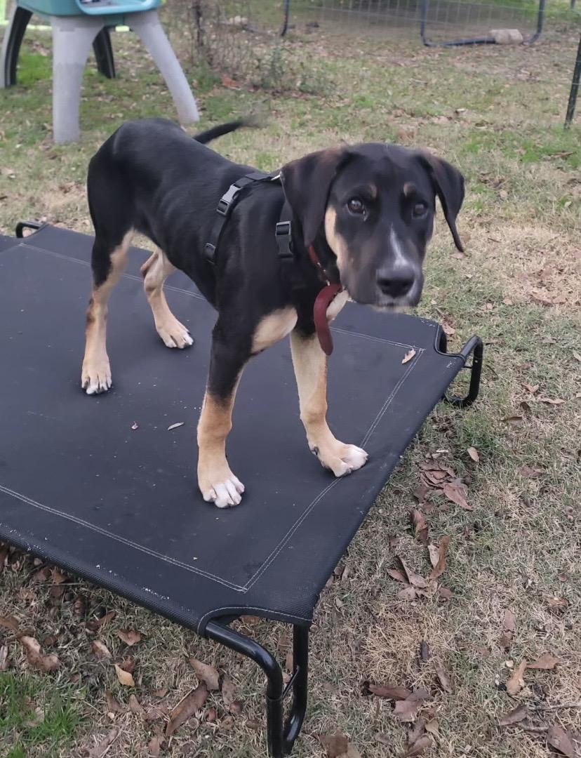 Enlarge Copper, a ADOPTABLE mixed breed in Jefferson, TX image 2/6