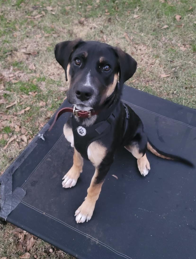 Copper, ADOPTABLE, Puppy Male Hound & German Shepherd Dog.