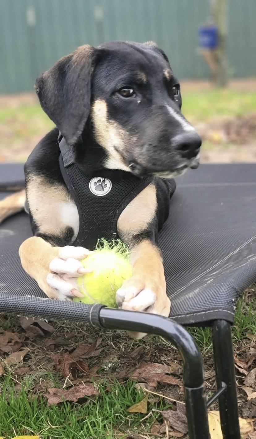 Enlarge Copper, a ADOPTABLE mixed breed in Jefferson, TX image 6/6