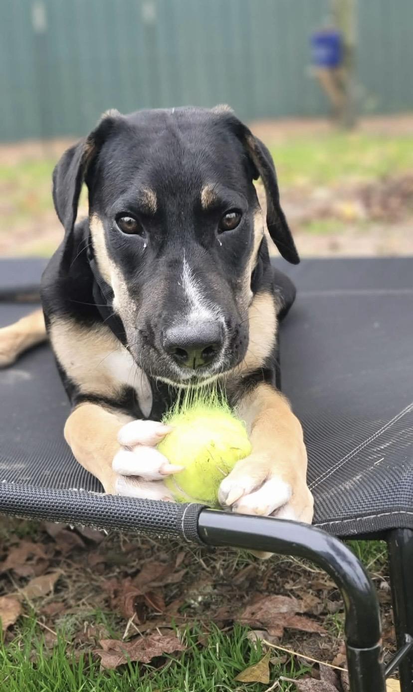Enlarge Copper, a ADOPTABLE mixed breed in Jefferson, TX image 4/6
