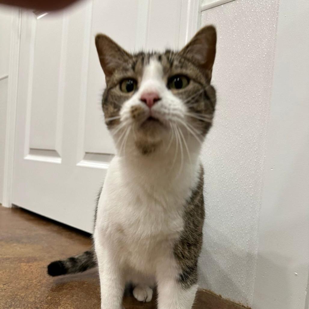 Marilyn, Adoptable, Adult Female Domestic Short Hair.