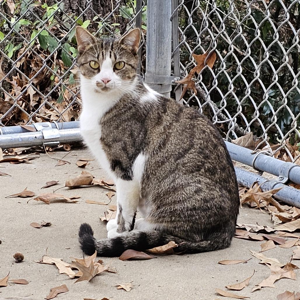 Enlarge Marilyn, a Adoptable Domestic Short Hair in Tuscaloosa, AL image 2/6
