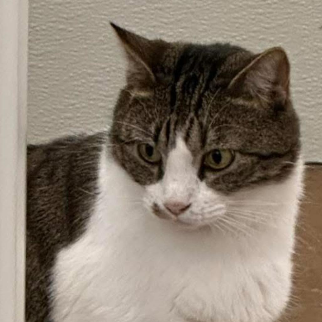 Enlarge Marilyn, a Adoptable Domestic Short Hair in Tuscaloosa, AL image 3/6