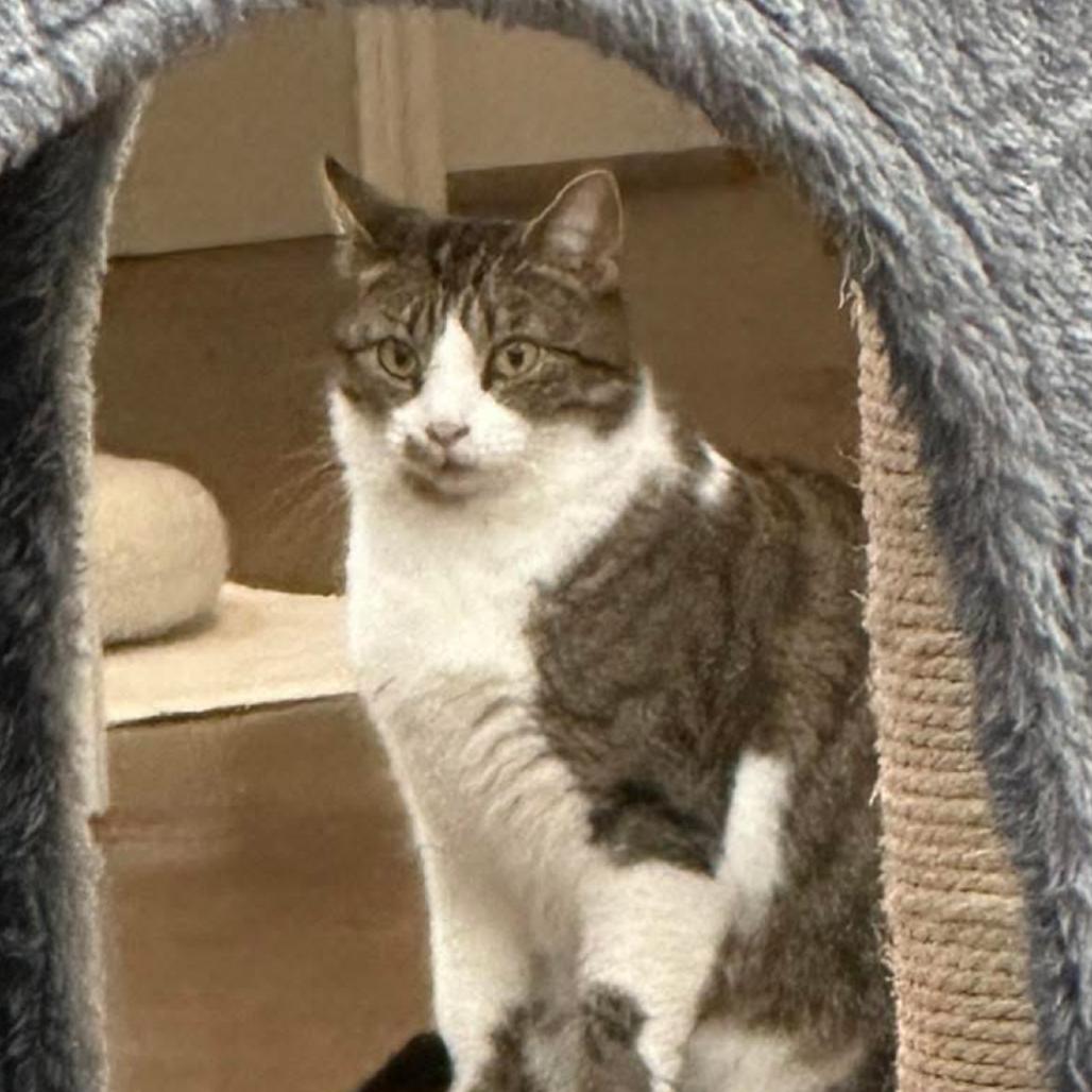 Enlarge Marilyn, a Adoptable Domestic Short Hair in Tuscaloosa, AL image 4/6