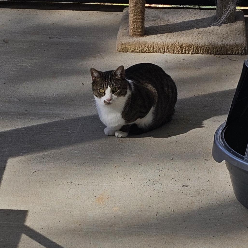 Enlarge Marilyn, a Adoptable Domestic Short Hair in Tuscaloosa, AL image 5/6