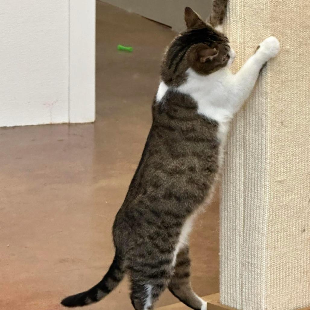 Enlarge Marilyn, a Adoptable Domestic Short Hair in Tuscaloosa, AL image 6/6