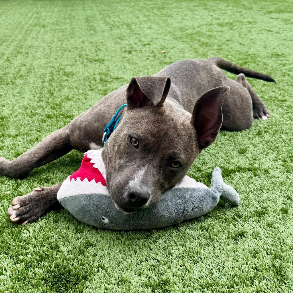 Enlarge Porterhouse - In Foster To Adopt, a Adoptable Mixed Breed in Naperville, IL image 1/6