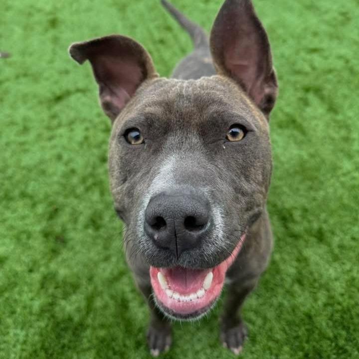 Enlarge Porterhouse, a Adoptable Mixed Breed in Naperville, IL image 1/4