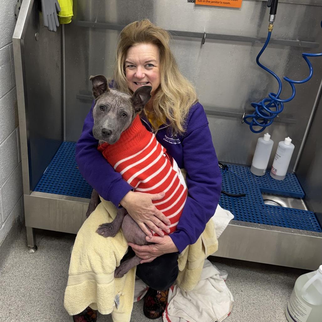 Enlarge Porterhouse, a Adoptable Mixed Breed in Naperville, IL image 1/6