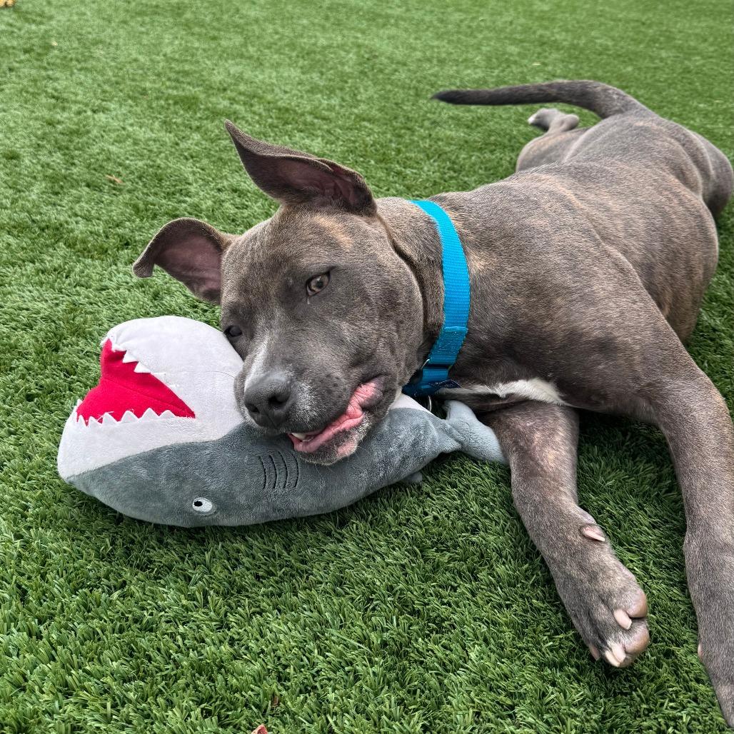 Enlarge Porterhouse - In Foster To Adopt, a Adoptable Mixed Breed in Naperville, IL image 3/6