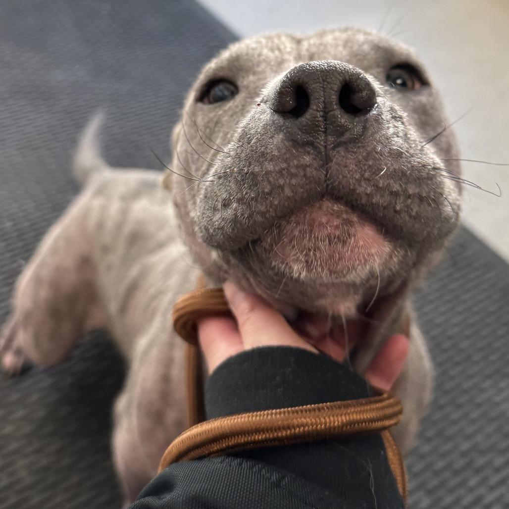 Enlarge Porterhouse, a Adoptable Mixed Breed in Naperville, IL image 3/6