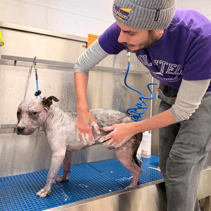 Enlarge Porterhouse, a Adoptable Mixed Breed in Naperville, IL image 5/6