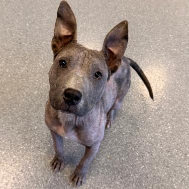 Enlarge Porterhouse, a Adoptable Mixed Breed in Naperville, IL image 6/6