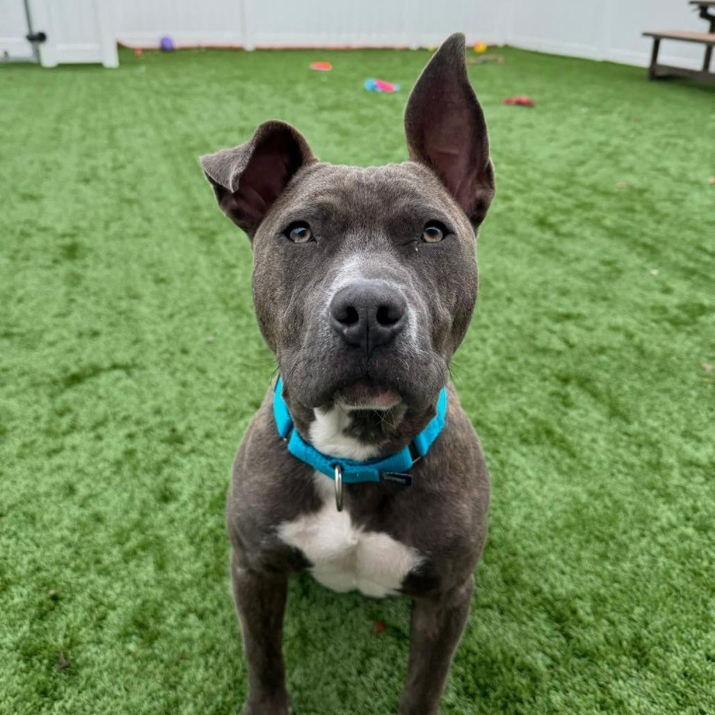 Enlarge Porterhouse, a Adoptable Mixed Breed in Naperville, IL image 3/4