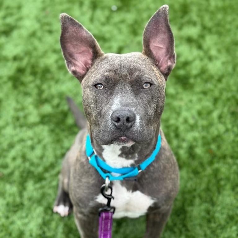 Enlarge Porterhouse, a Adoptable Mixed Breed in Naperville, IL image 4/4