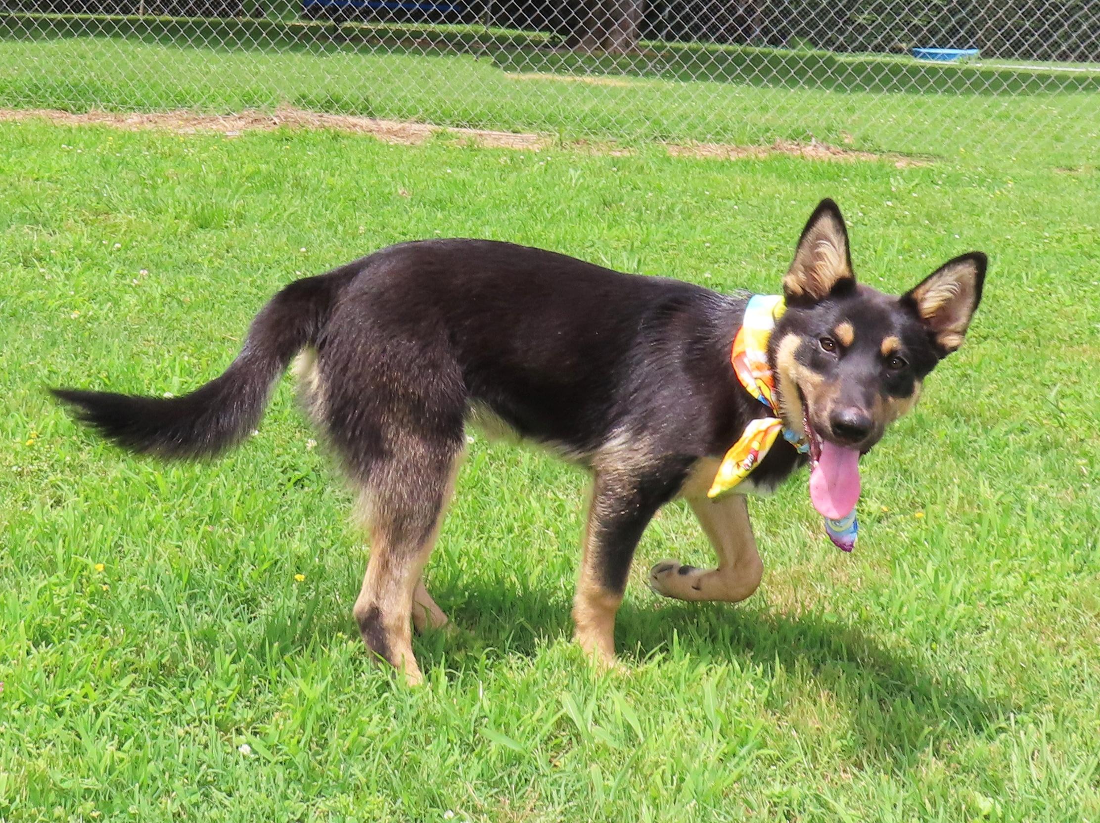 Grasshopper 26C-125A, an adopted mixed breed in Rogers, AR image 2/5
