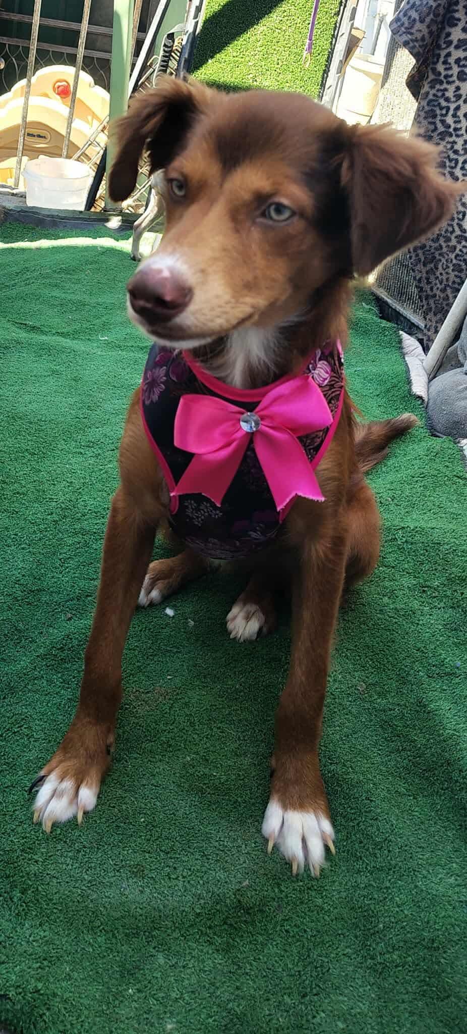 Enlarge Cocoa, a Adoptable Mixed Breed in Puyallup, WA image 2/6