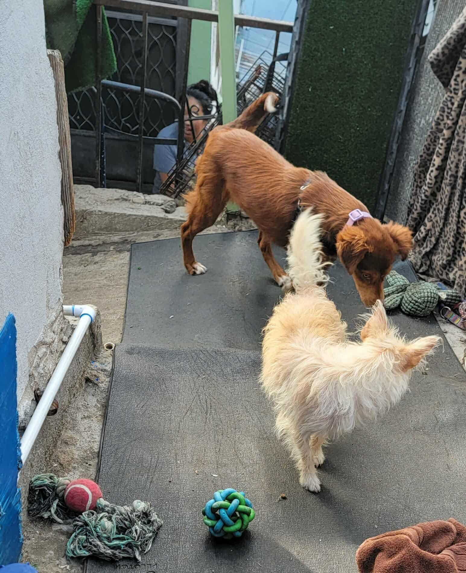 Enlarge Cocoa, a Adoptable Mixed Breed in Puyallup, WA image 5/6