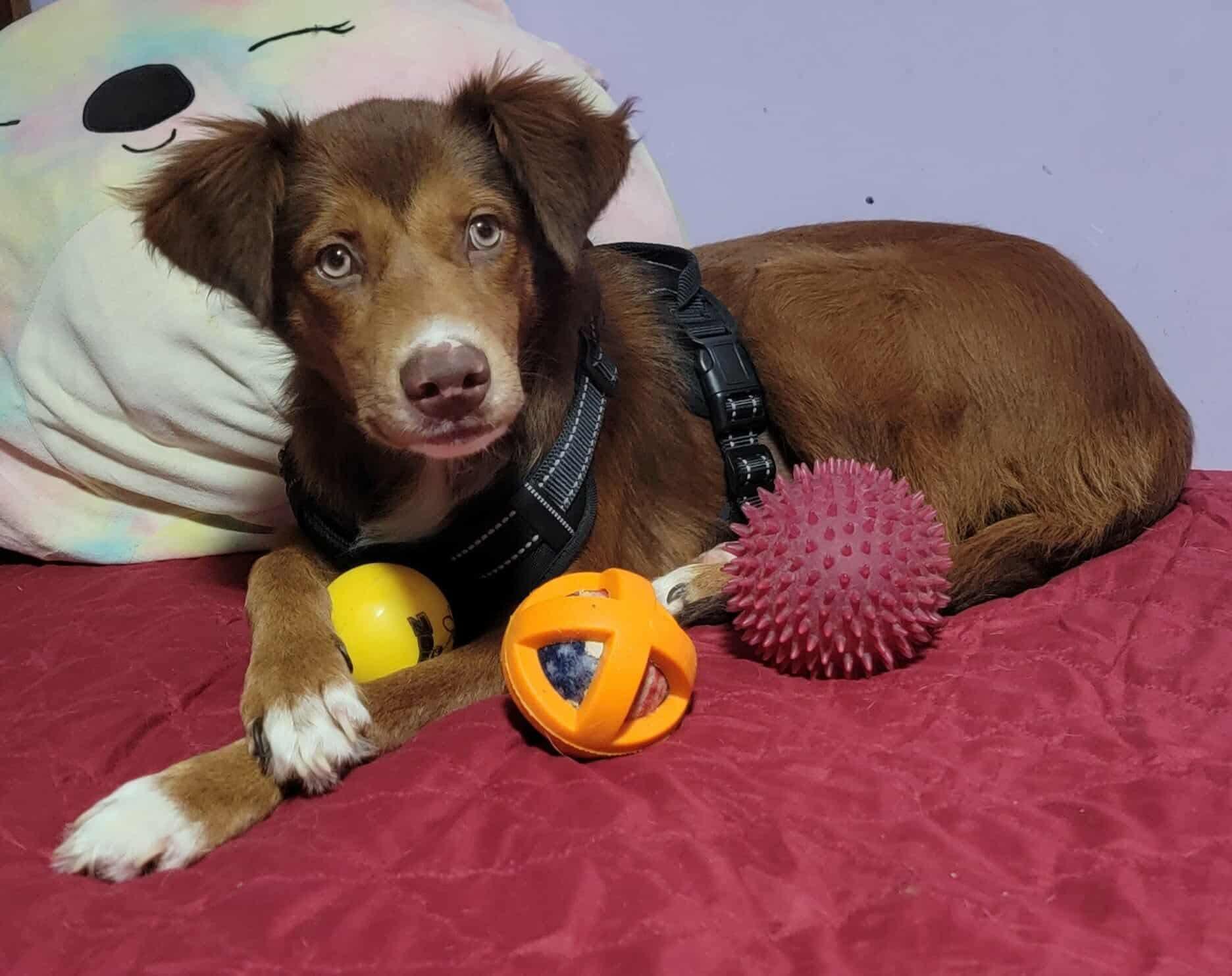 Enlarge Cocoa, a Adoptable Mixed Breed in Puyallup, WA image 1/6