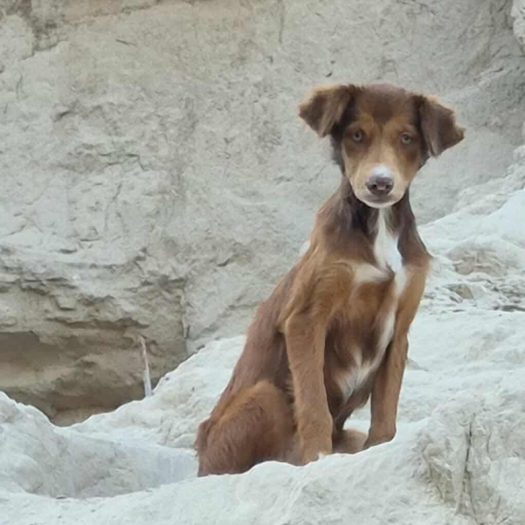 Enlarge Cocoa, a Adoptable Mixed Breed in Puyallup, WA image 3/6