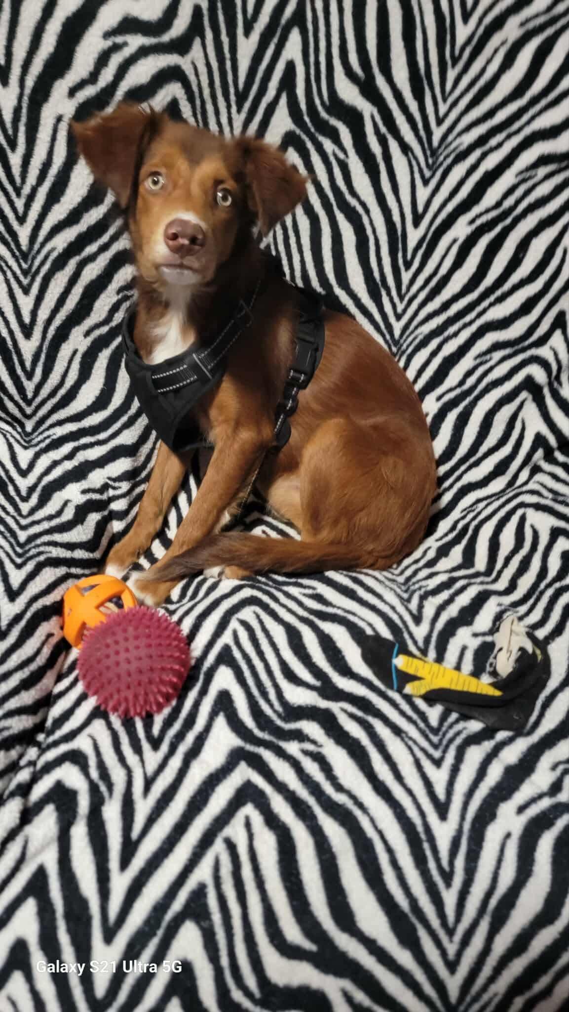 Enlarge Cocoa, a Adoptable Mixed Breed in Puyallup, WA image 6/6