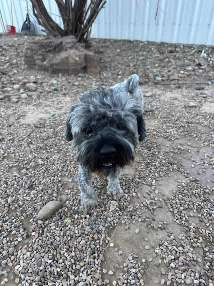 Ares, Adoptable, Adult Male Shih Tzu.