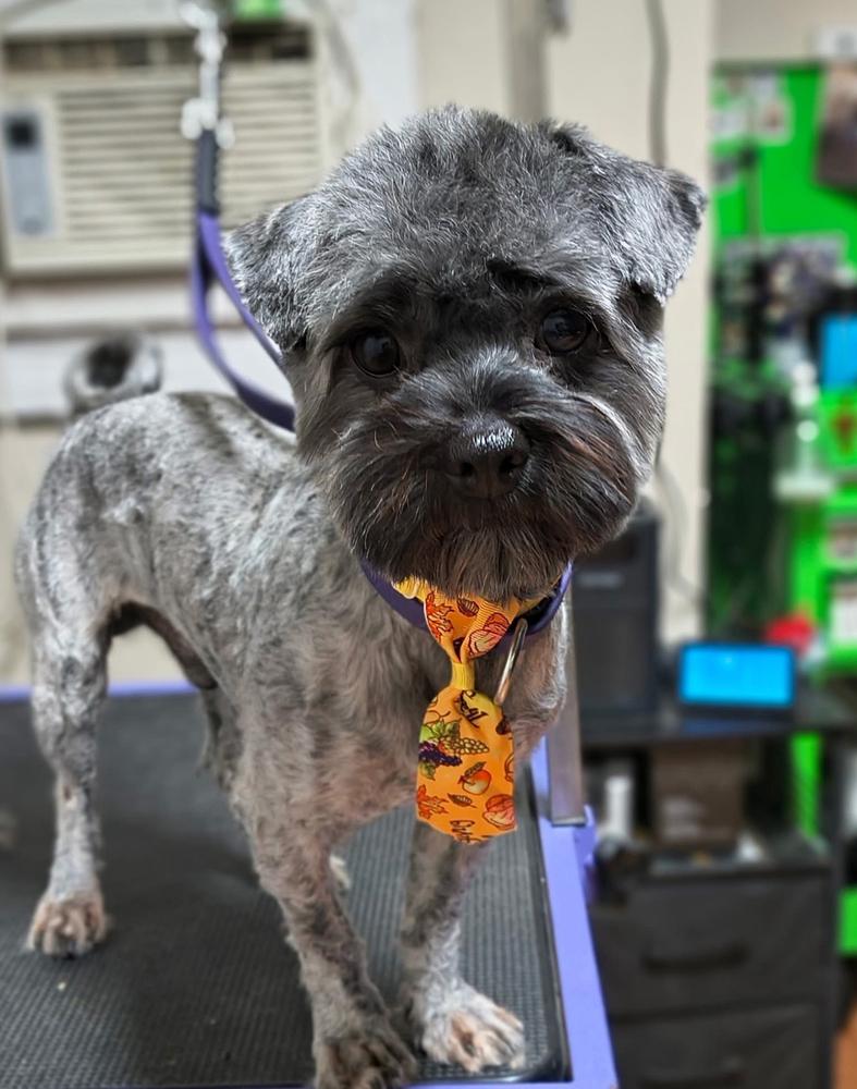 Enlarge Ares, a Adoptable mixed breed in Clovis, NM image 2/2