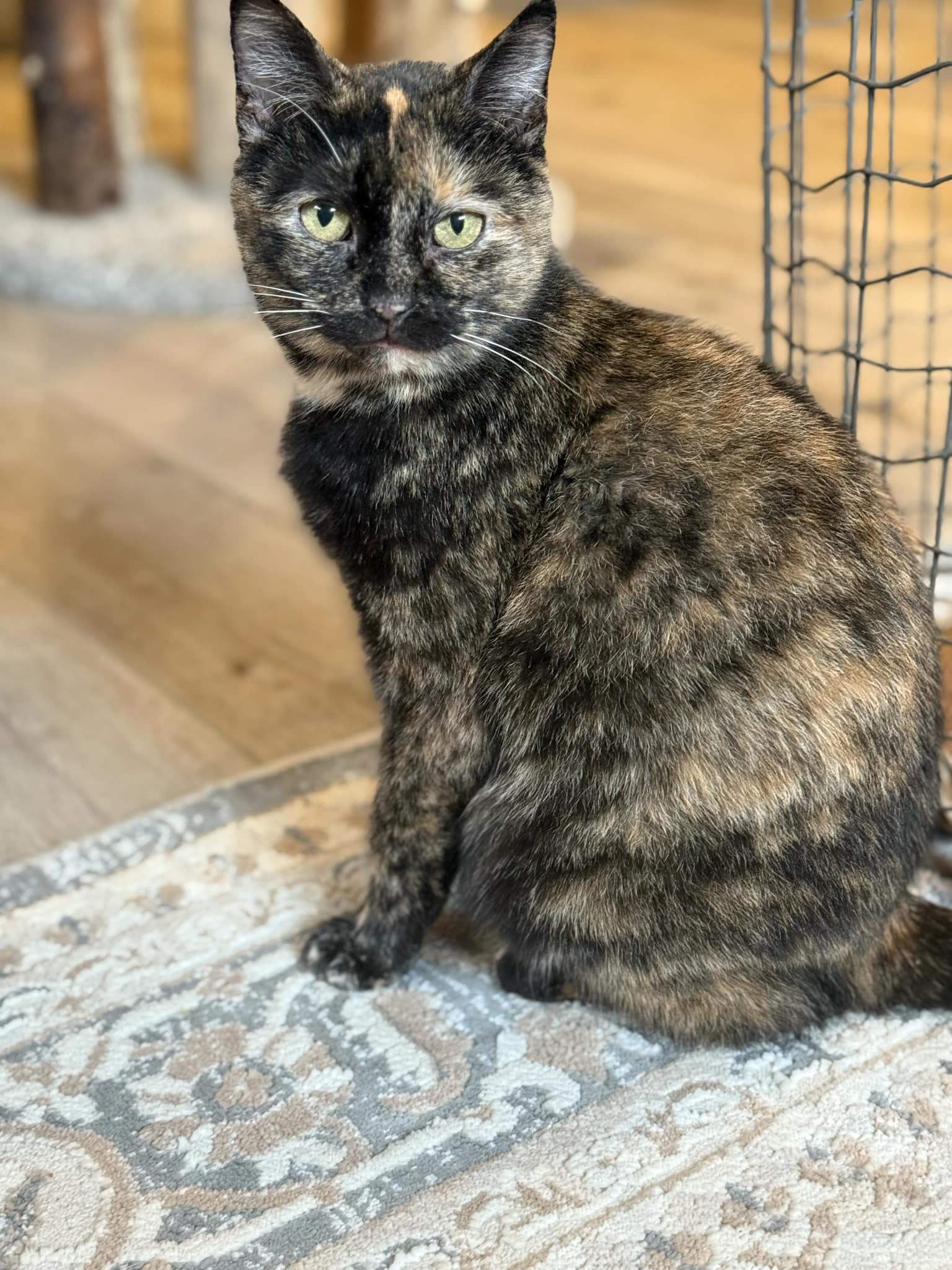 Enlarge Sydney, a Adoptable Domestic Short Hair in Stoughton, WI image 1/1