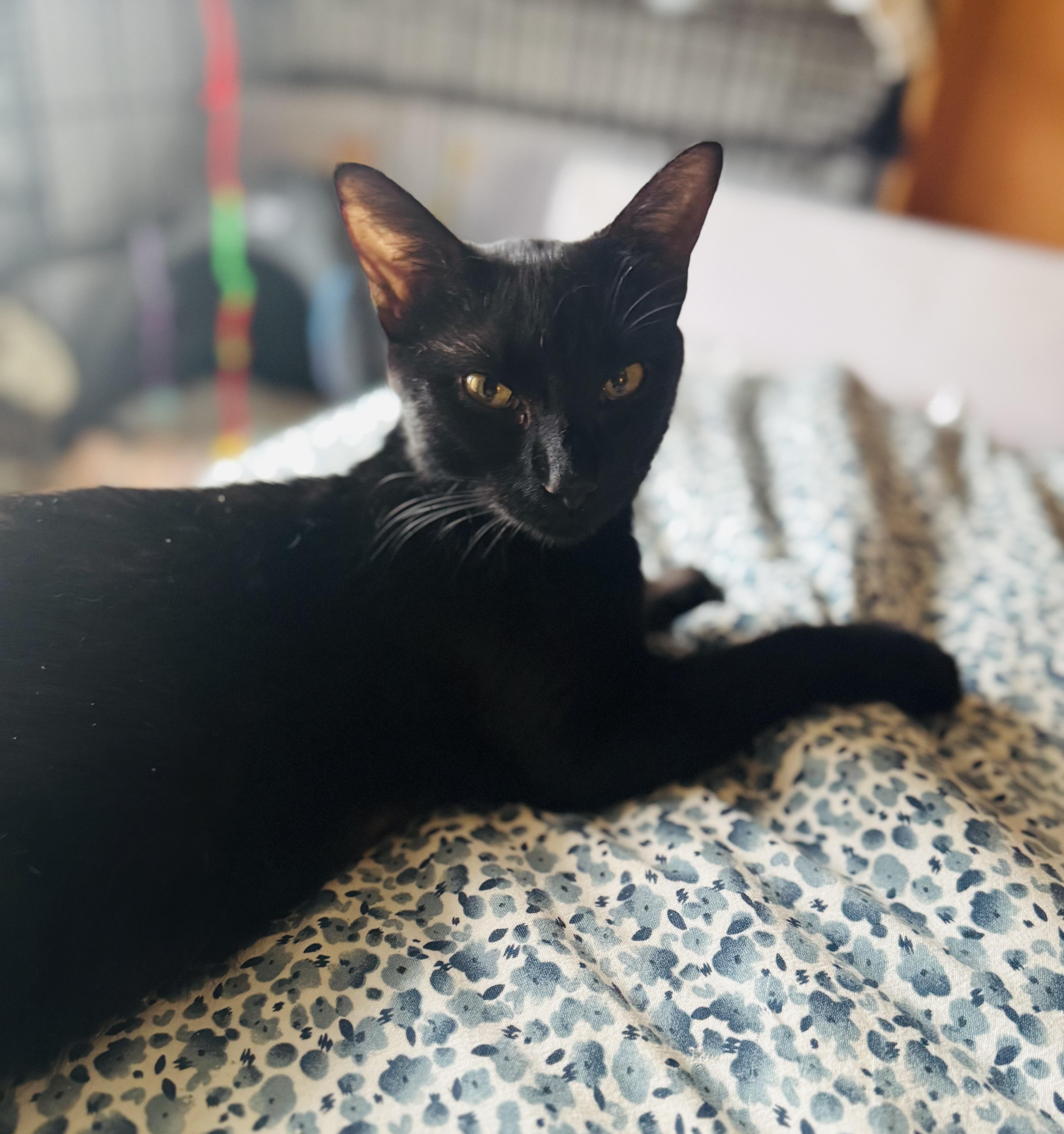 Enlarge Violet, a Adoptable Domestic Short Hair in Galloway, NJ image 1/3