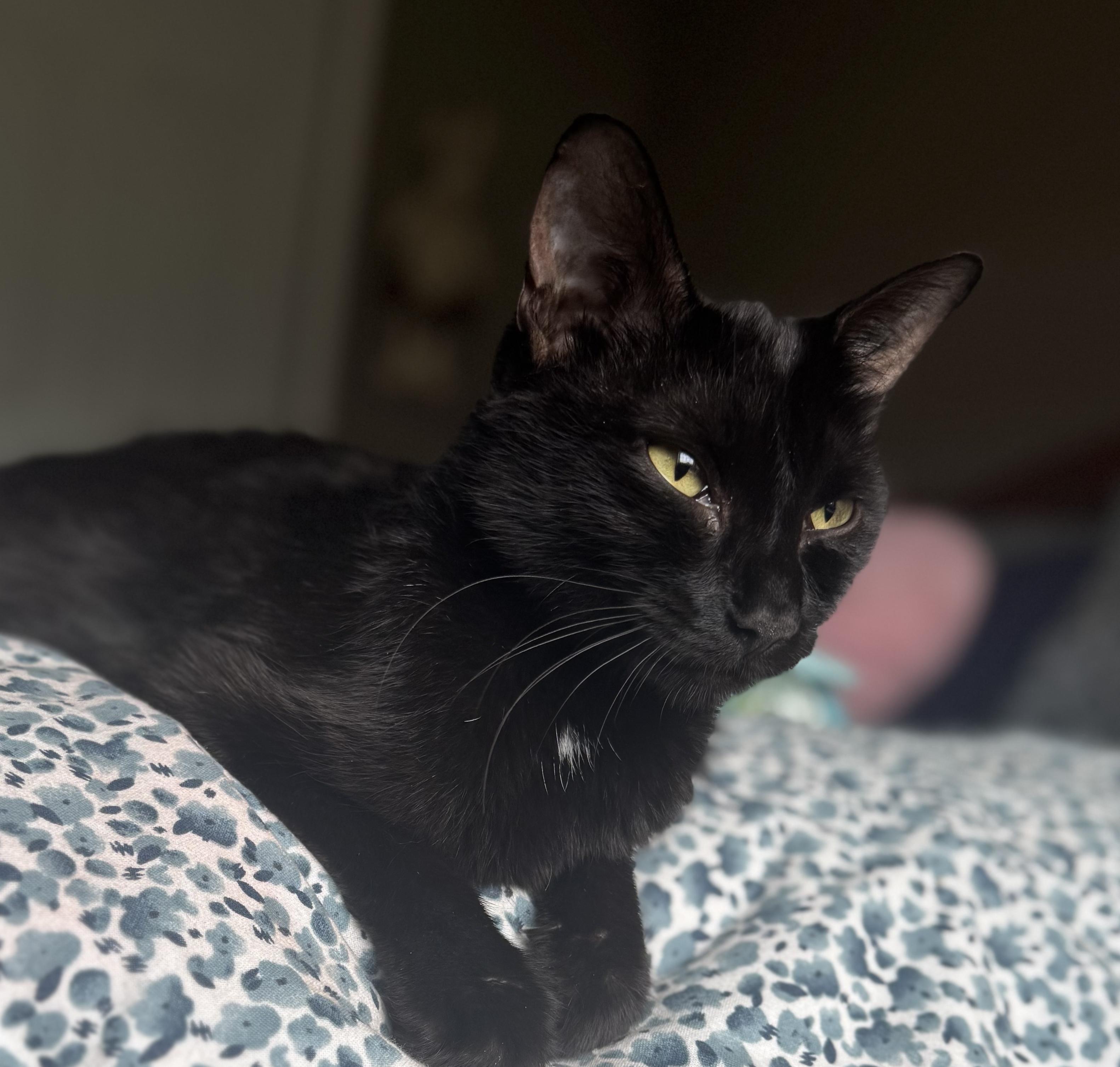 Enlarge Violet, a Adoptable Domestic Short Hair in Galloway, NJ image 2/3