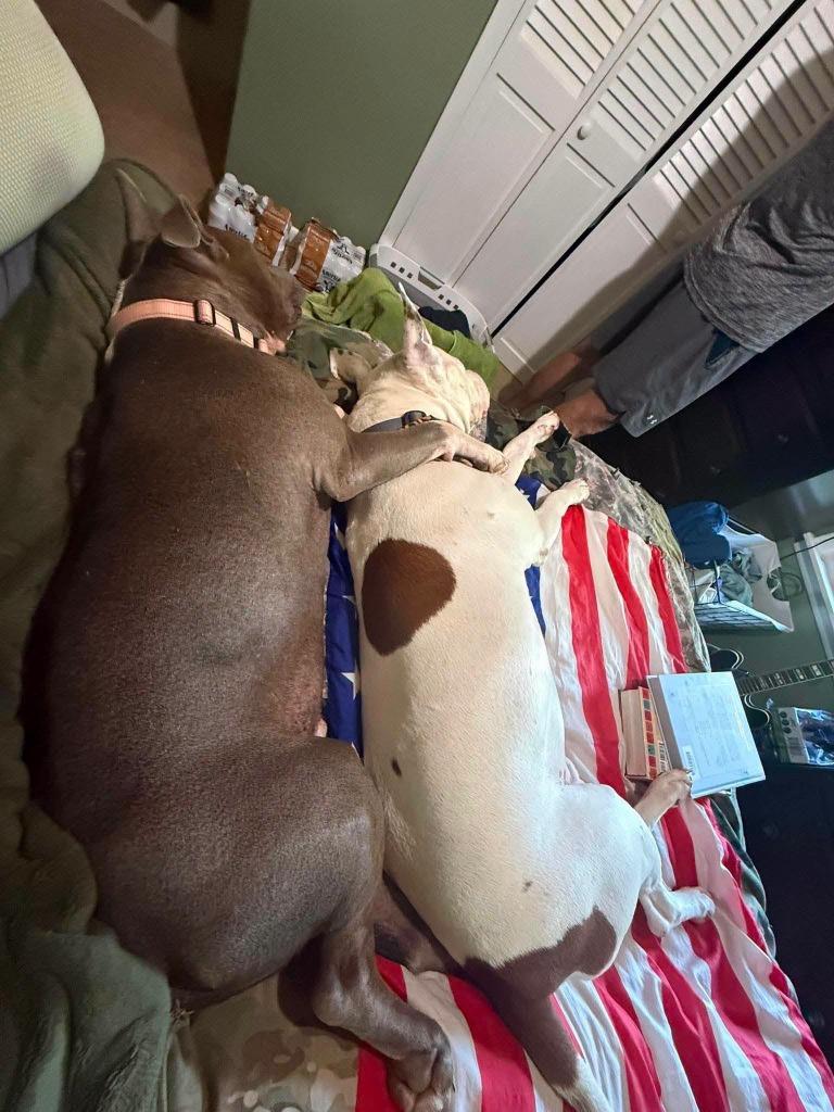 Bolo, Adopted, Adult Male Pit Bull Terrier.