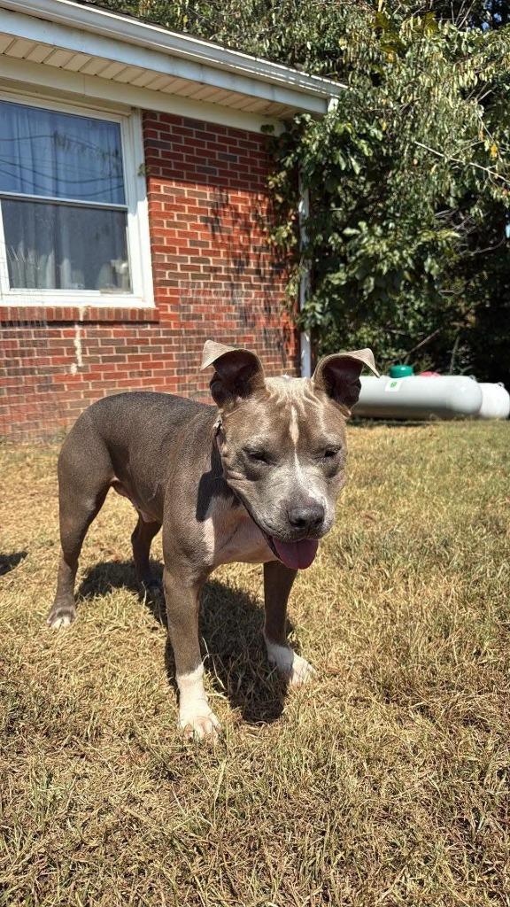 Enlarge Bolo, a Adopted Pit Bull Terrier in Waverly, TN image 2/2